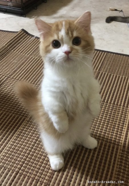 有馬英子ブリーダー
