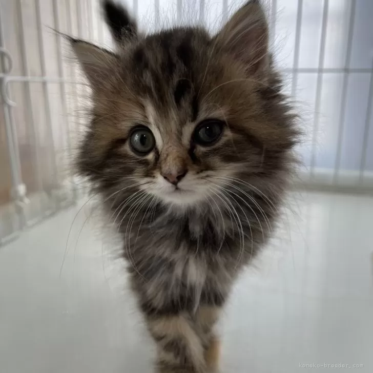 ID:2405-02705の子猫