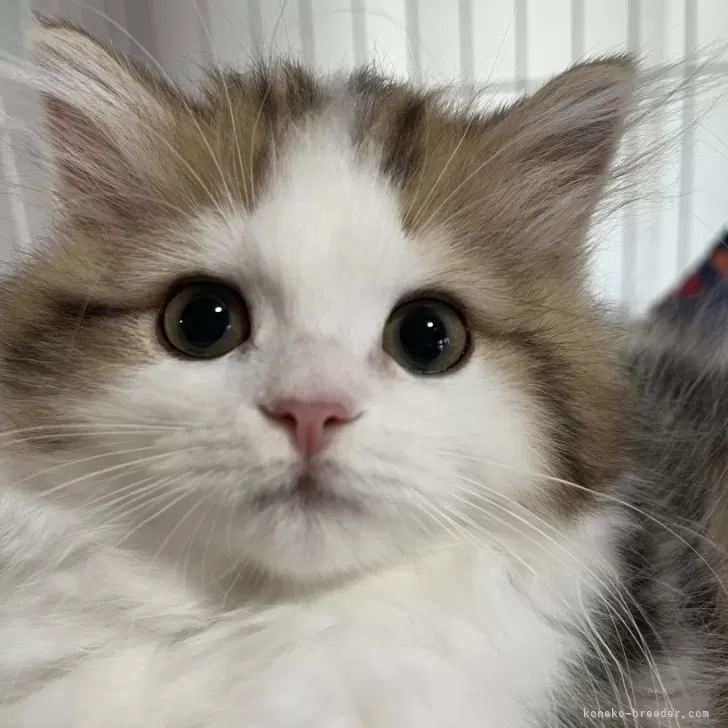 ID：2407-02905の子猫