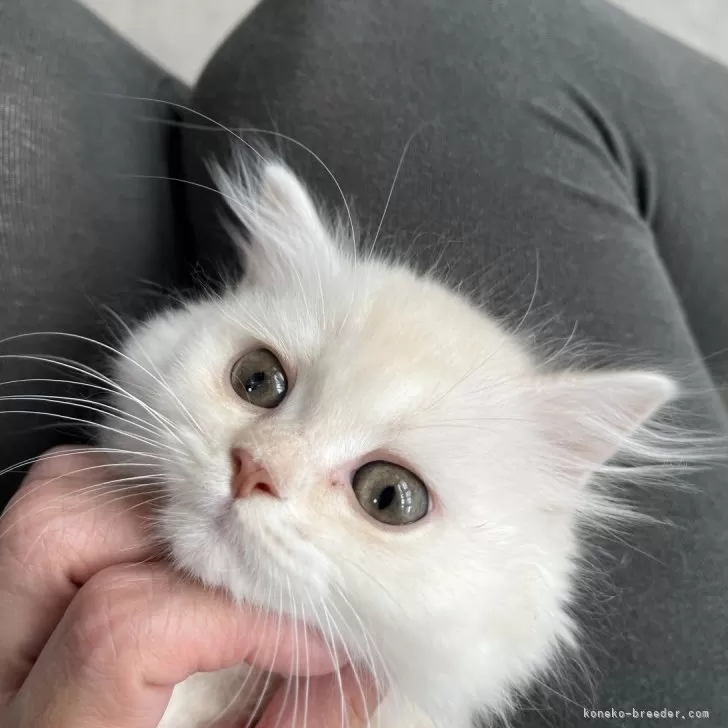 ID：2411-01134の子猫