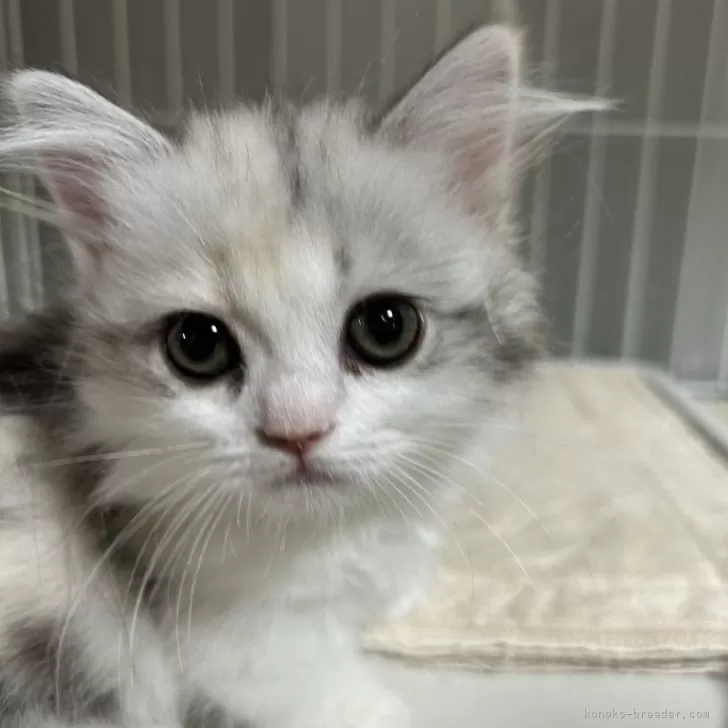 ID：2410-03232の子猫