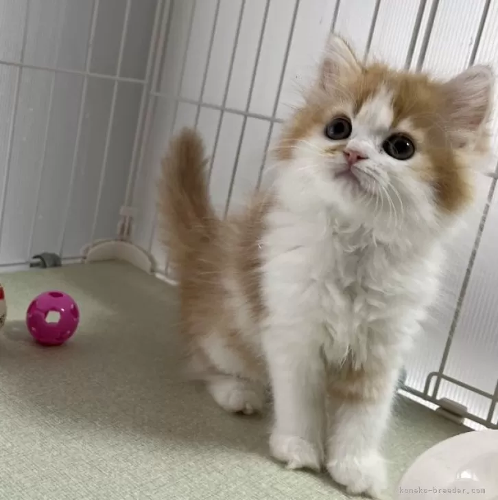 ID：2404-03440の子猫
