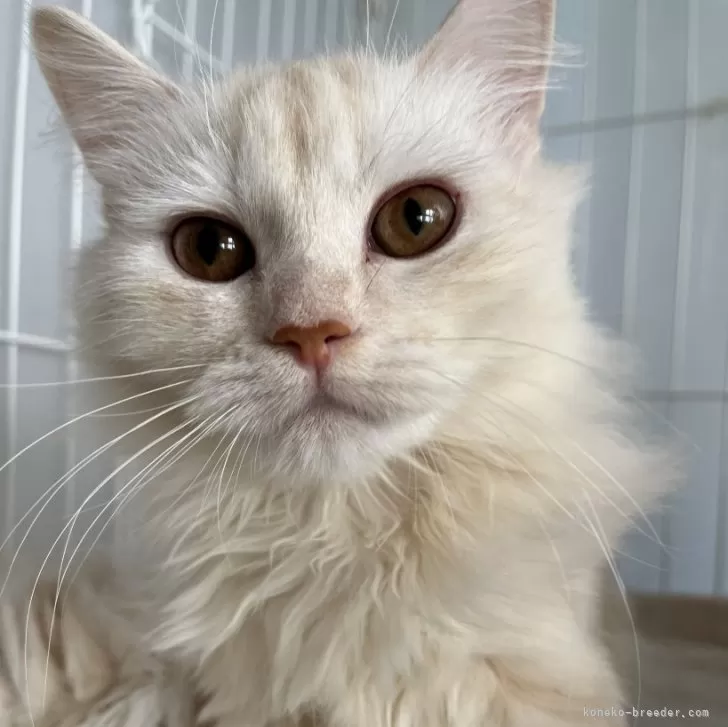 ID:2410-01153の子猫