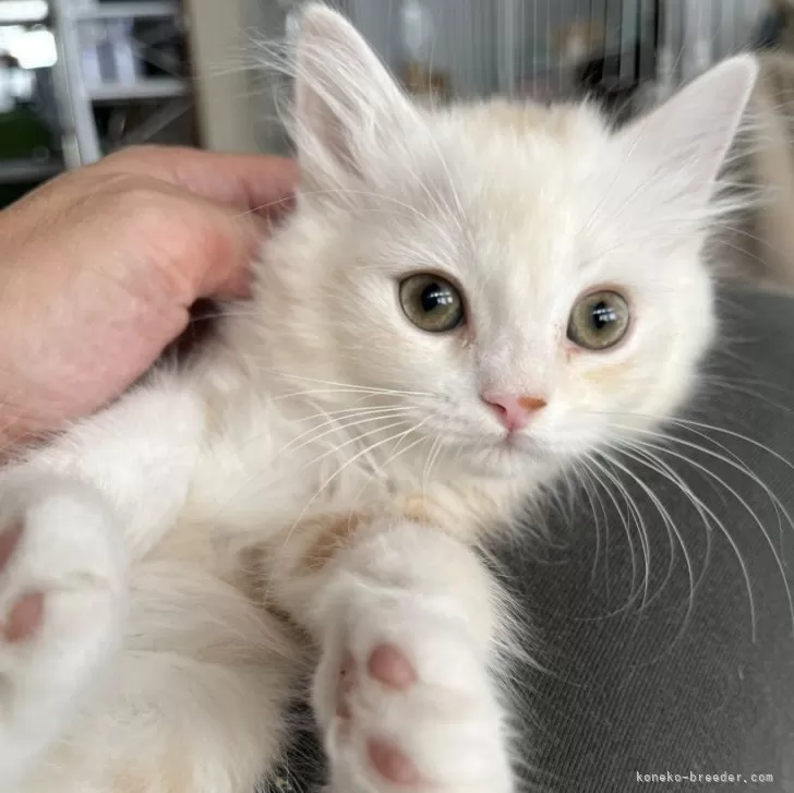 ID：2411-01131の子猫