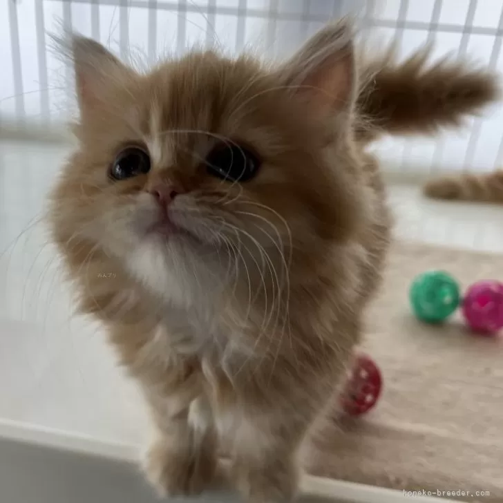 ID：2405-02723の子猫