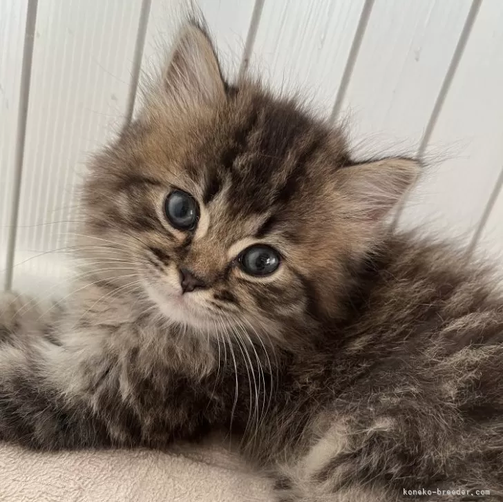 ID:2408-02679の子猫