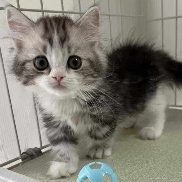 ID:2404-03424の子猫