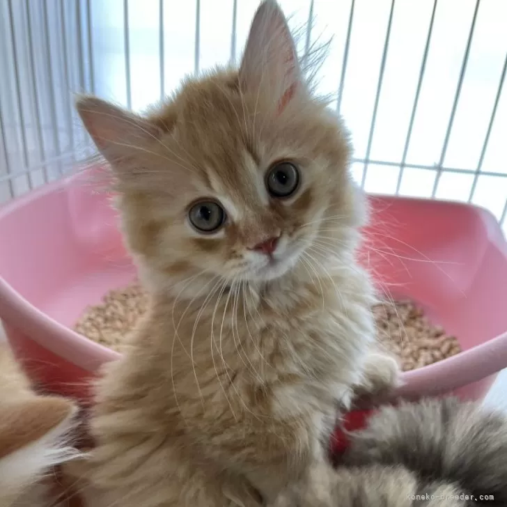 ID:2404-01085の子猫