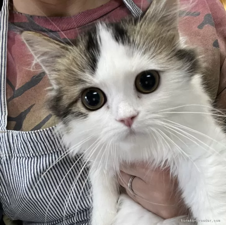 ID:2405-02700の子猫