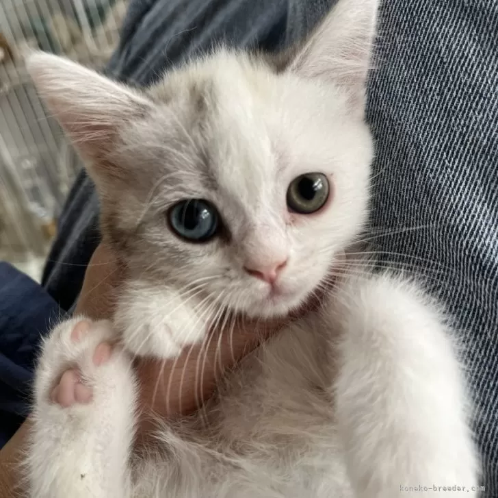 ID：2410-01148の子猫