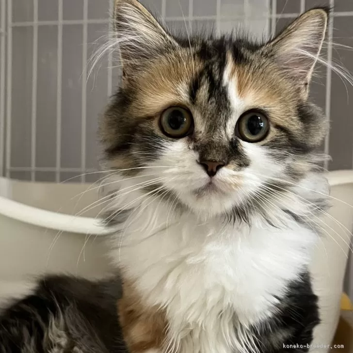 ID：2405-02698の子猫