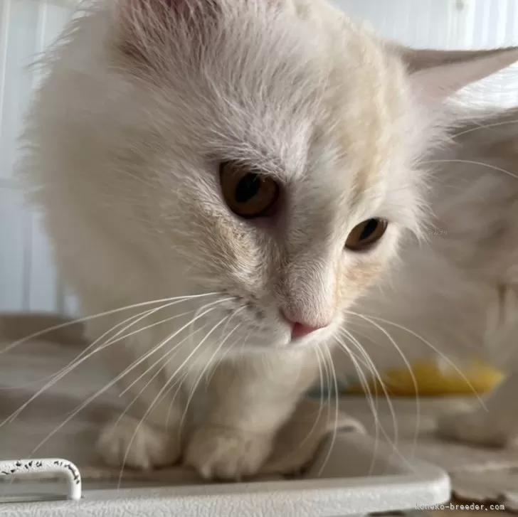ID:2410-01152の子猫