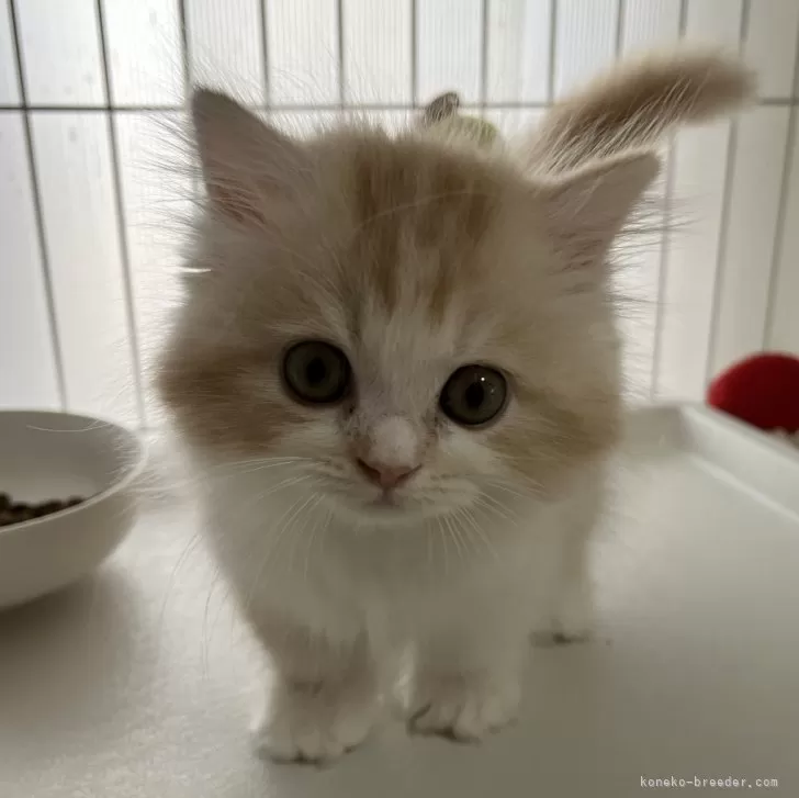 ID：2405-00261の子猫