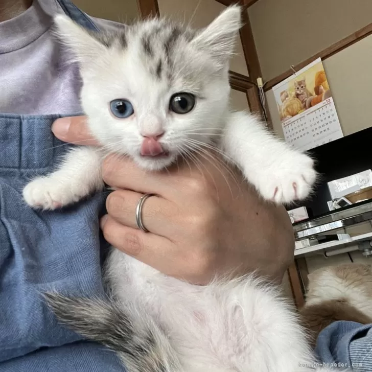 ID:2410-01150の子猫