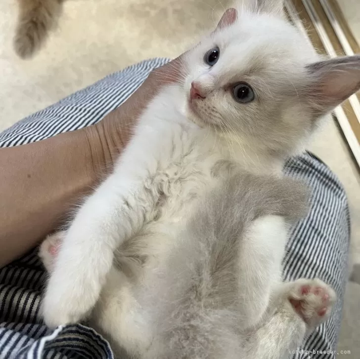 ID：2408-02307の子猫