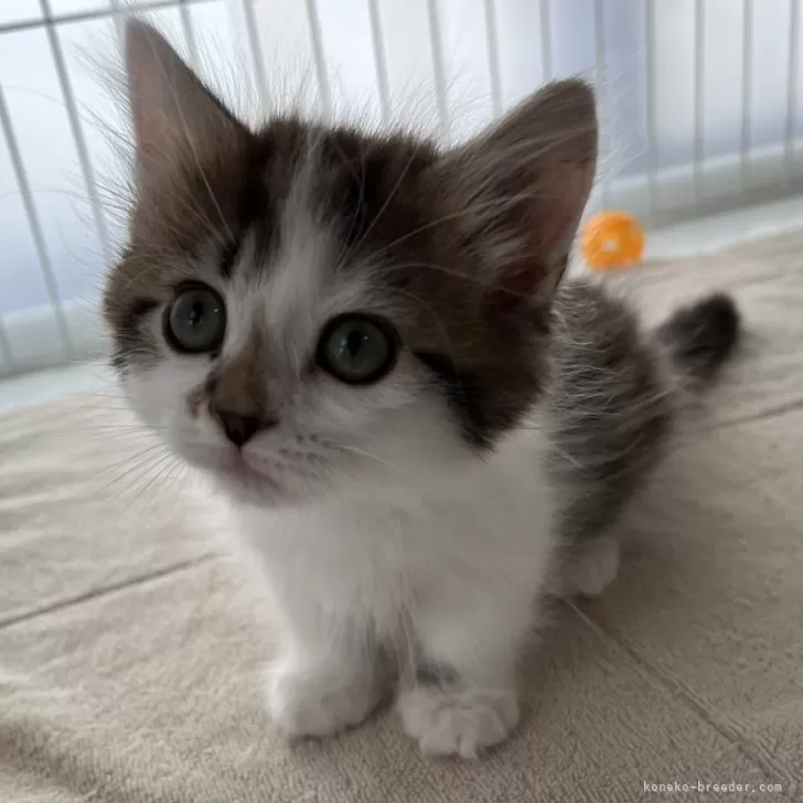 ID:2405-02713の子猫
