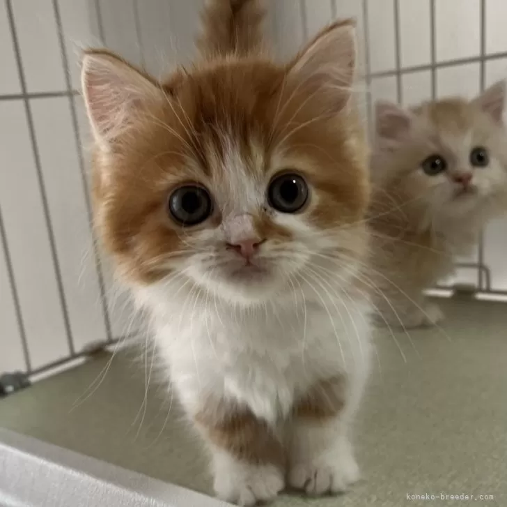 ID:2405-00262の子猫