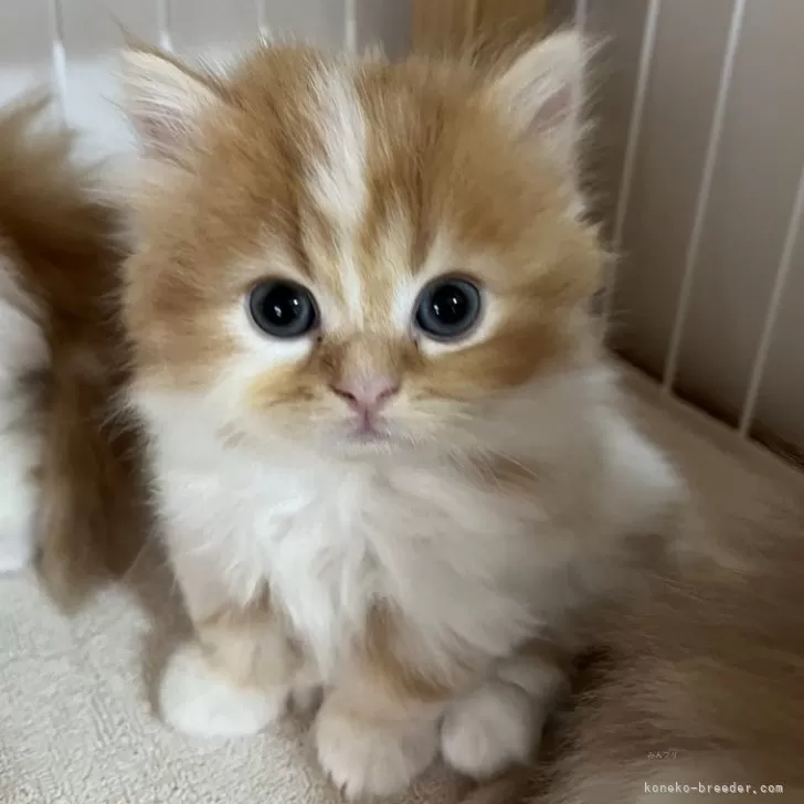 ID：2404-01078の子猫