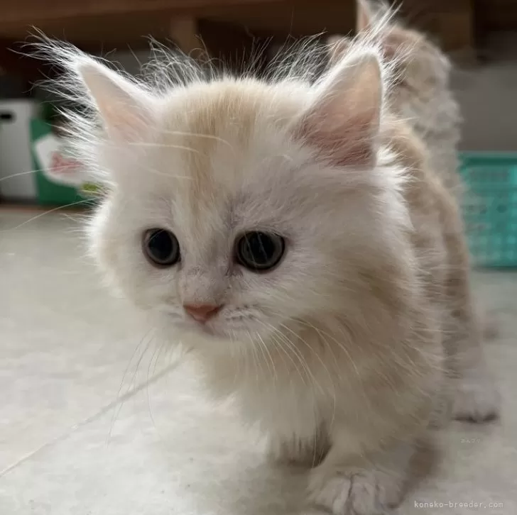 ID:2408-02683の子猫