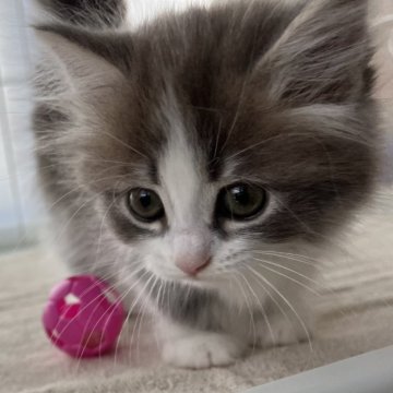 マンチカン(短足)【広島県・男の子・2024年4月6日・ブルータビー&ホワイト（ロングコート）】の写真「短足５人きょうだいの爆誕です💕」