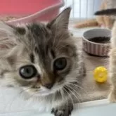 ミヌエット(短足)【広島県・女の子・2024年3月11日・ブラウンパッチドタビー&ホワイト】の写真1