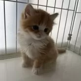 ミヌエット(長足)【広島県・男の子・2024年3月11日・レッドタビー&ホワイト】の写真1