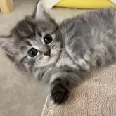 マンチカン(短足)【広島県・男の子・2024年1月23日・シルバーマッカレルタビー&ホワイト】の写真1