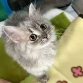 ミヌエット(短足)【広島県・女の子・2023年11月10日・ブルーパッチドタビー&ホワイト】の写真1