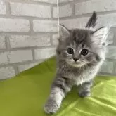 マンチカン(長足)【広島県・女の子・2024年1月23日・シルバータビー&ホワイト】の写真1