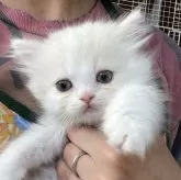 ミヌエット(長足)【広島県・男の子・2024年9月30日・レッドタビー&ホワイト】の写真1