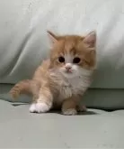 ミヌエット(長足)【広島県・男の子・2024年3月11日・レッドタビー&ホワイト】の写真3