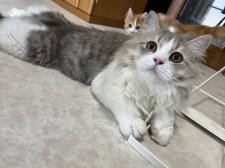 マンチカン【・男の子・2023年11月29日・ブルータビー&ホワイト】