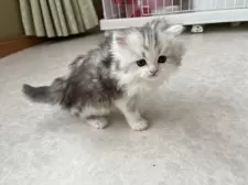 ミヌエット(長足)【広島県・男の子・2025年2月10日・シルバータビー&ホワイト】の写真10