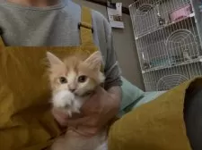 ミヌエット(長足)【広島県・男の子・2025年9月7日・レッドタビー&ホワイト】の写真11