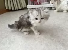 ミヌエット(長足)【広島県・男の子・2025年2月10日・シルバータビー&ホワイト】の写真12