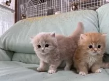 マンチカン(長足)【広島県・男の子・2025年8月3日・クリームタビー&ホワイト】の写真15