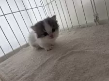 マンチカン(短足)【広島県・男の子・2025年8月3日・ブルー&ホワイト】の写真15