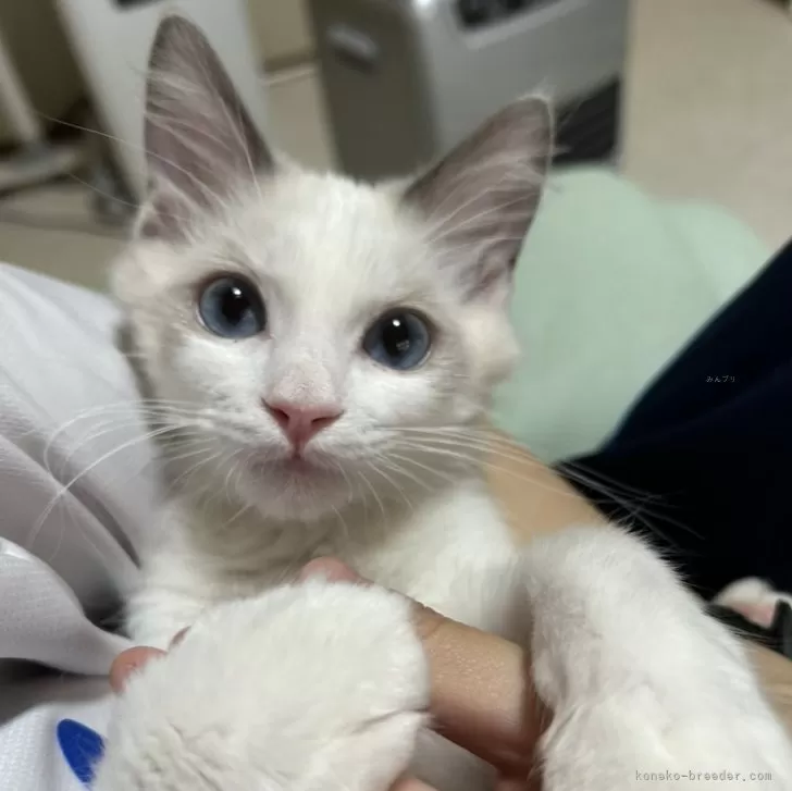 ID:2411-01127の子猫