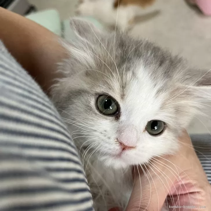 ID：2501-02514の子猫