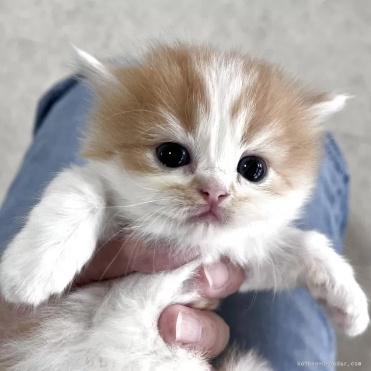 ID:2507-00704の子猫