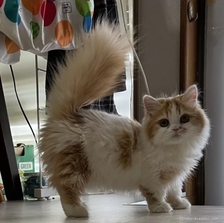 ID:2411-01149の子猫