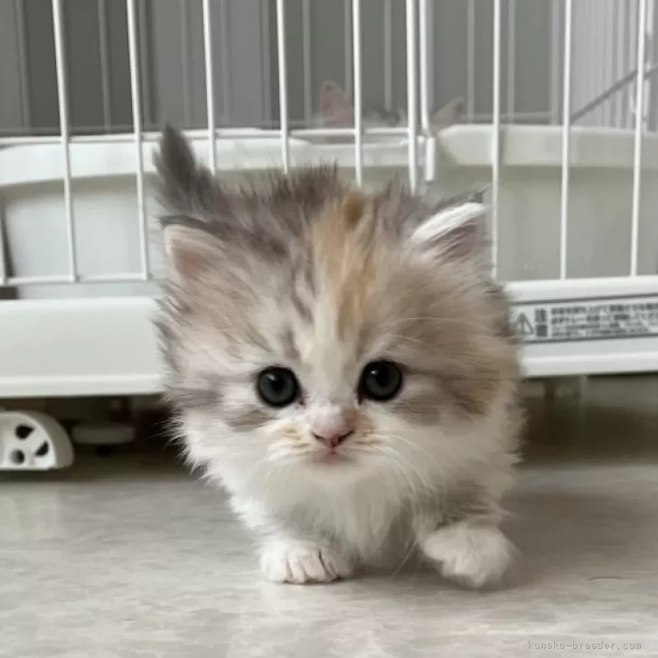 ID：2503-01208の子猫