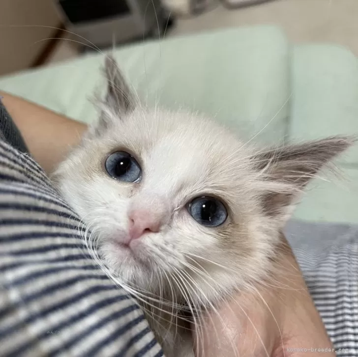 ID：2501-01669の子猫