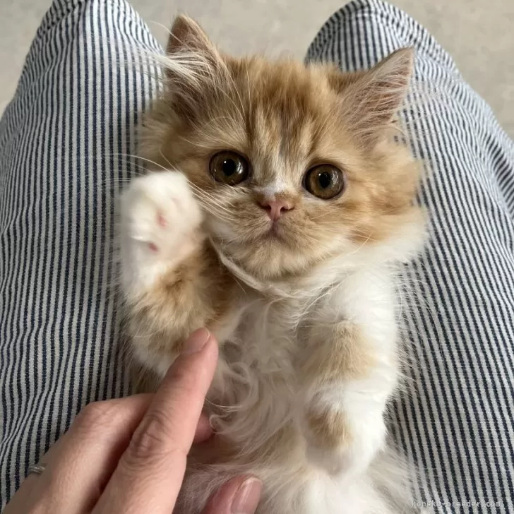 ID：2503-01180の子猫