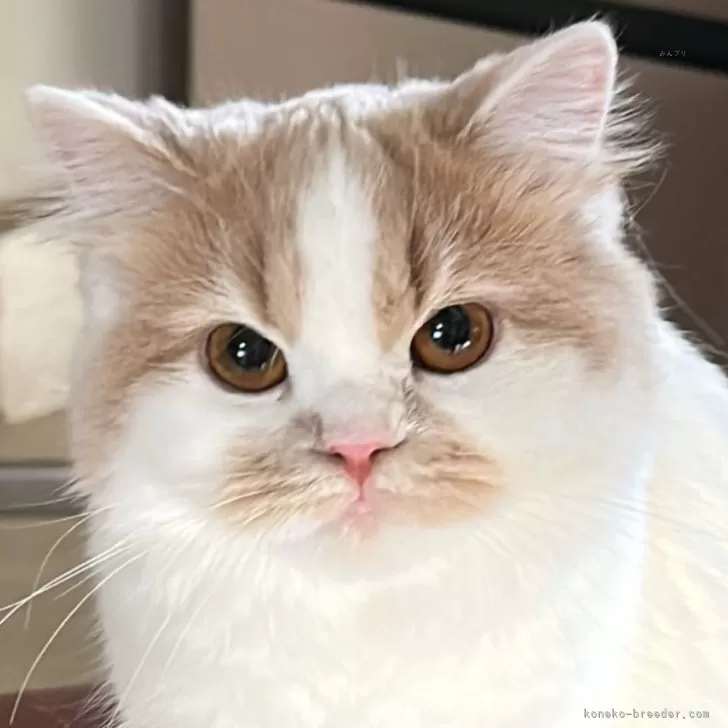 ID:2501-01678の子猫