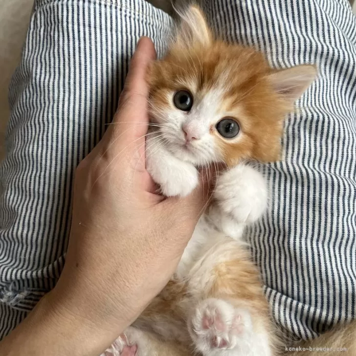 ID:2503-01198の子猫