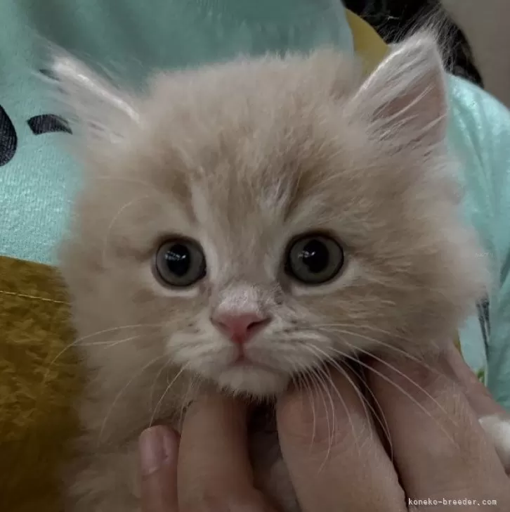 ID：2510-00185の子猫