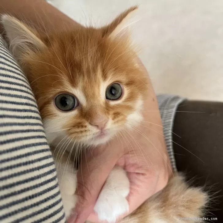 ID:2503-01197の子猫