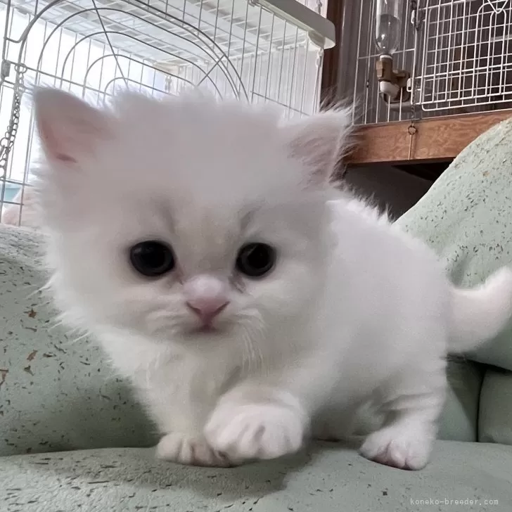 ID：2508-03148の子猫