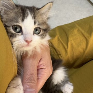 ミヌエット(長足)【広島県・男の子・2025年9月7日・ブラウンタビー&ホワイト（ロングヘア）】の写真「かけっこ大好ききょうだい❤️」